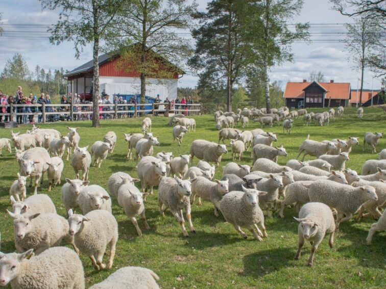 27 maj allsångsafton i Hedekas Bygdegård.